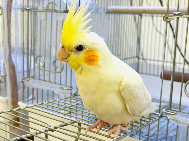 オカメインコ