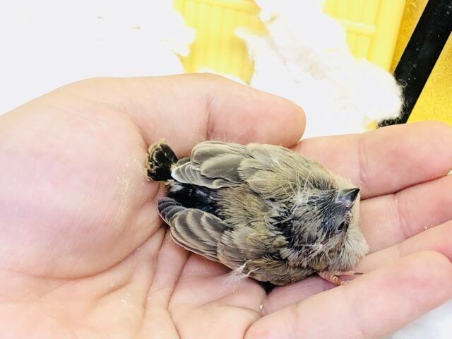 錦花鳥（キンカチョウ）