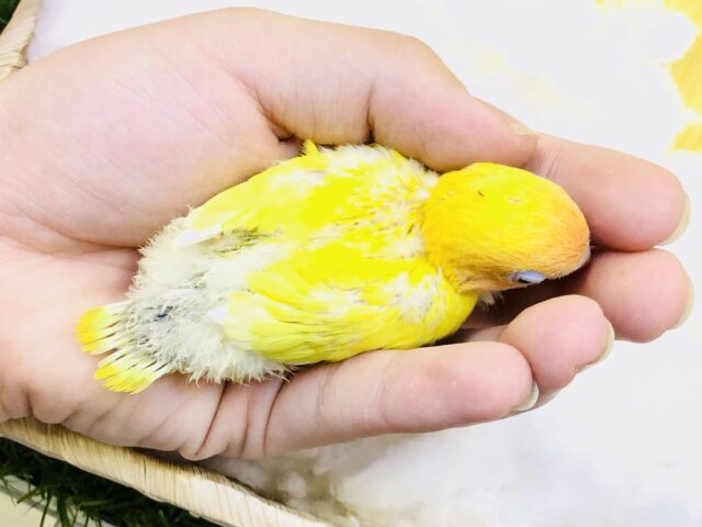 ヤマブキボタンインコ