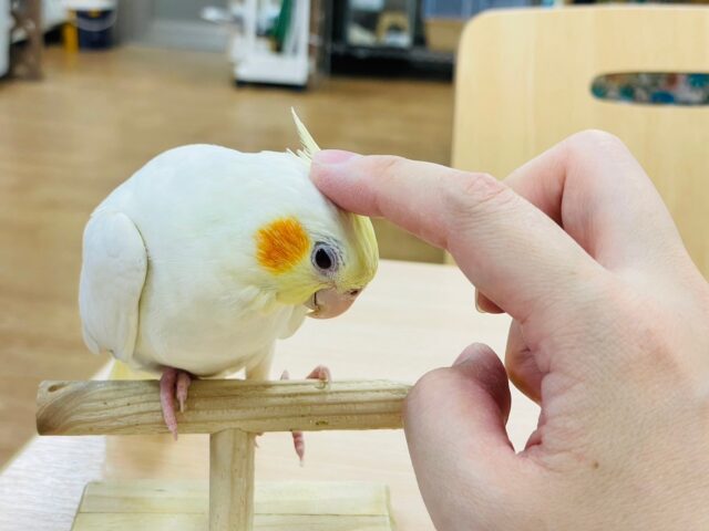 オカメインコ