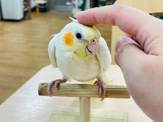 オカメインコ