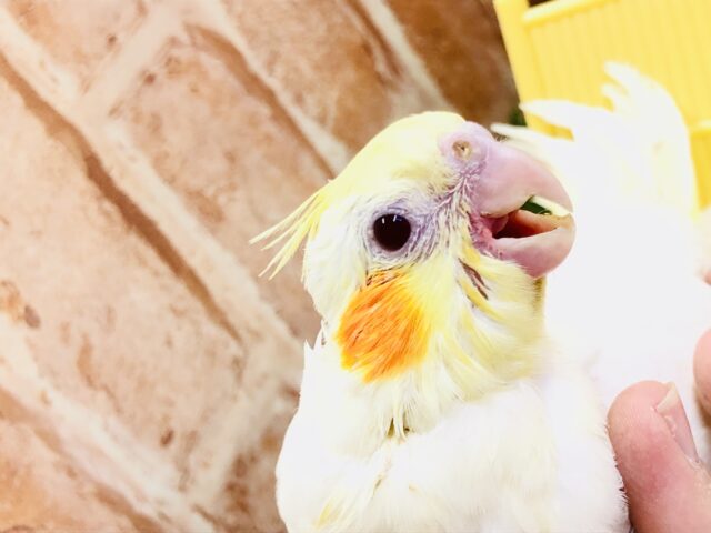 オカメインコ