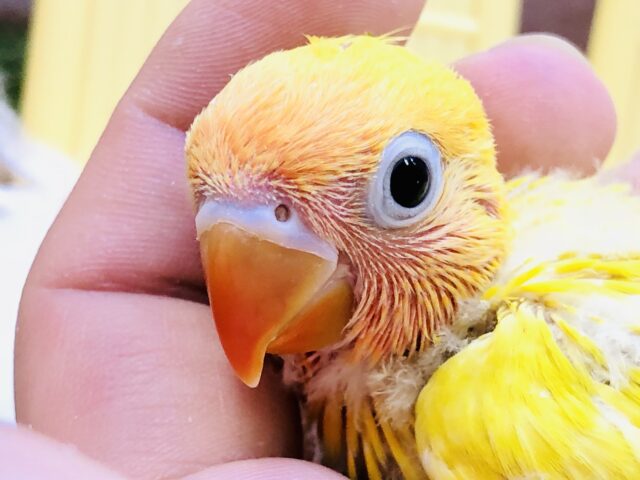 ヤマブキボタンインコ