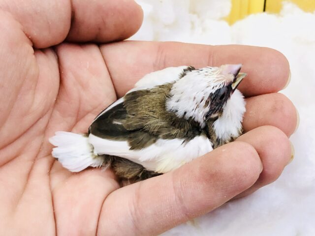 十姉妹（ジュウシマツ）