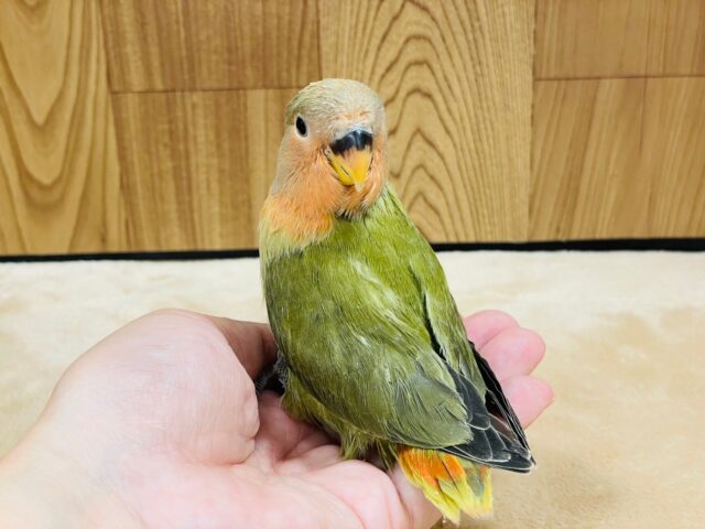 コザクラインコ（小桜インコ）