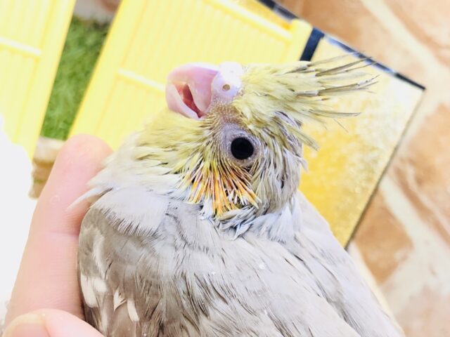 オカメインコ