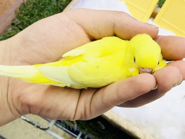 セキセイインコ
