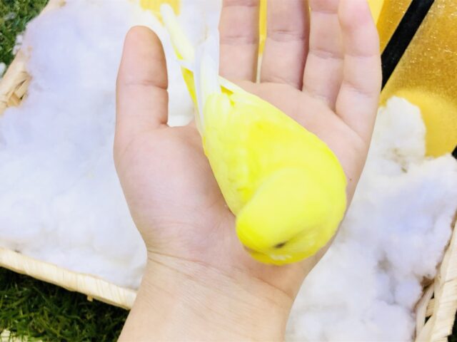 セキセイインコ