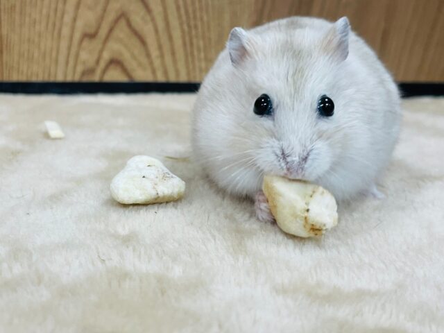 ジャンガリアン