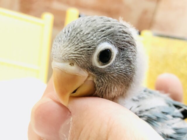人気爆発中?? ボタンインコ ブルーボタンインコ