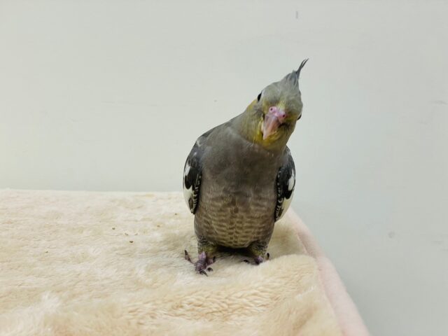 シャイだけど好奇心旺盛♡オカメインコ(ノーマル) オカメインコ