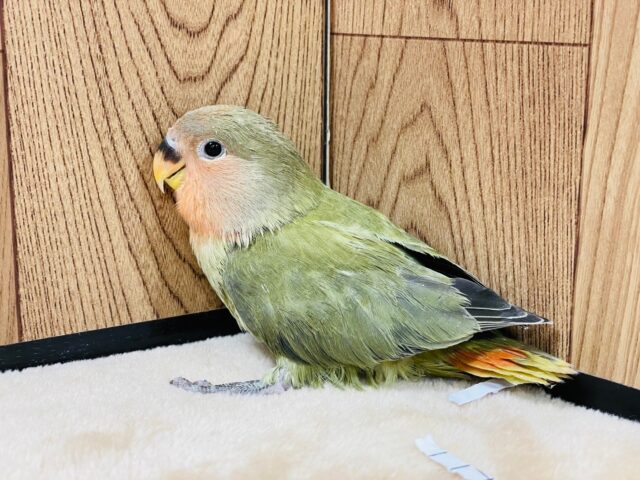 コザクラインコ（小桜インコ）