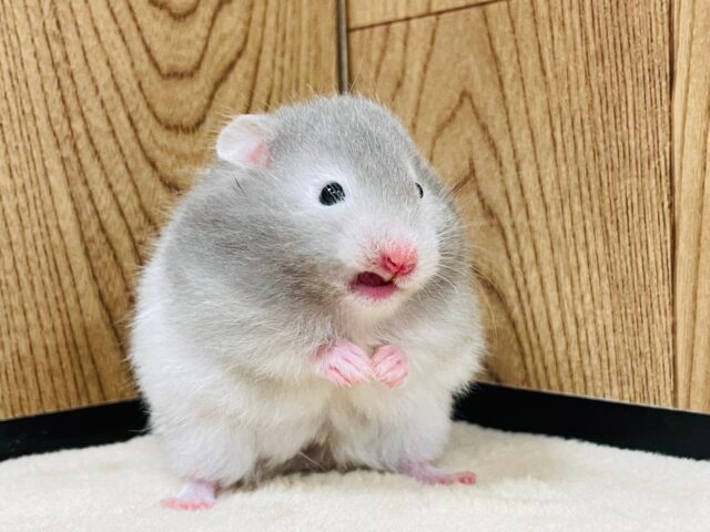 ゴールデンハムスター