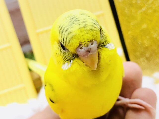 セキセイインコ