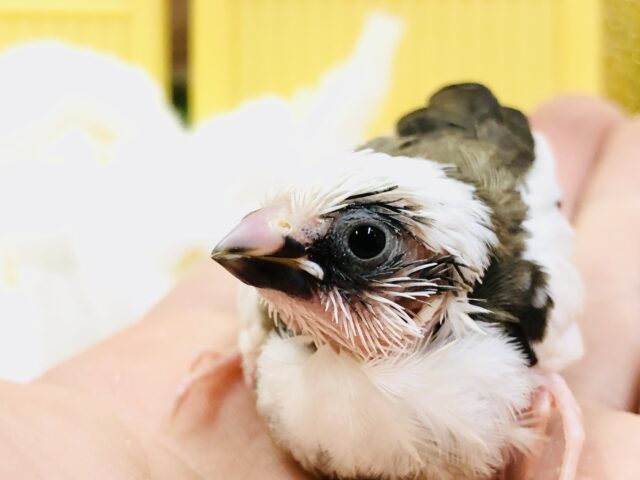 十姉妹（ジュウシマツ）