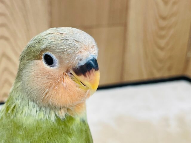 コザクラインコ（小桜インコ）