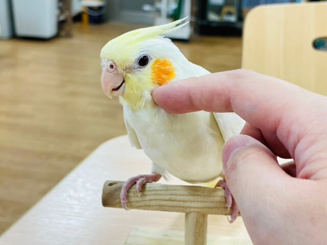 オカメインコ