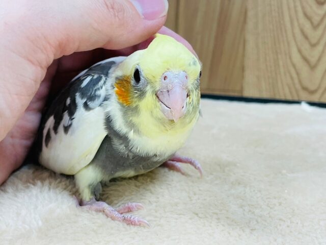 オカメインコ