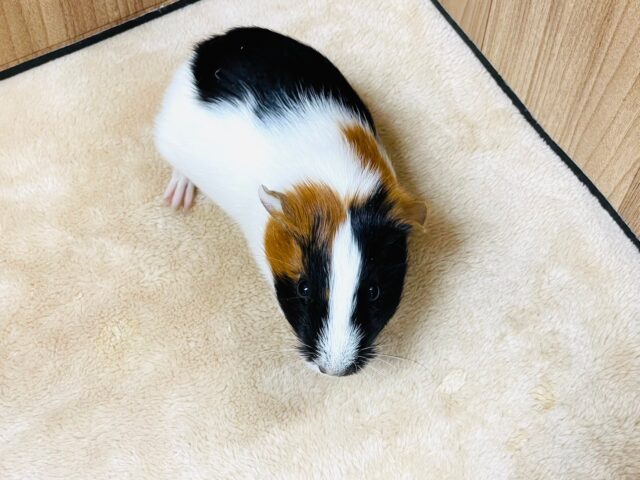 イングリッシュモルモット