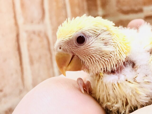 コザクラインコ（小桜インコ）