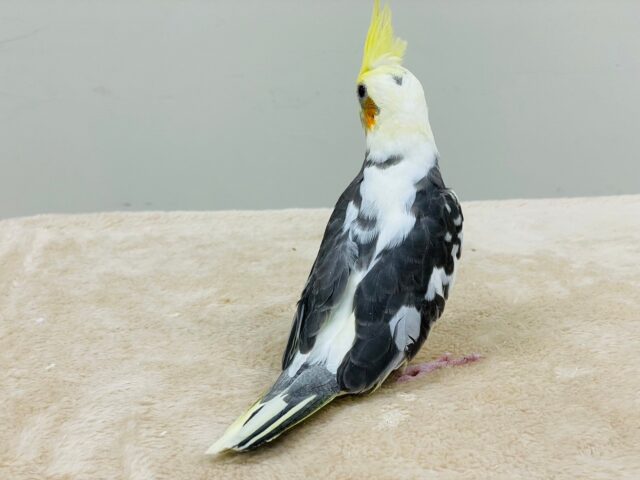 オカメインコ