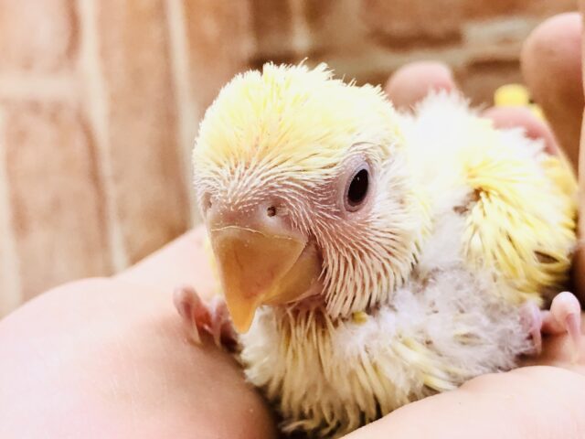 コザクラインコ（小桜インコ）