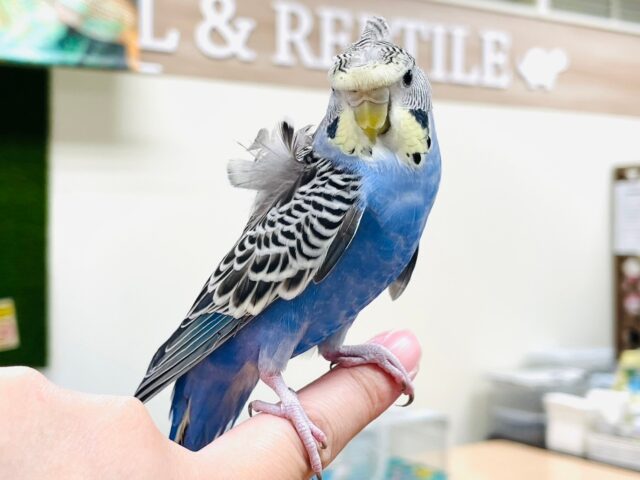 羽衣セキセイインコ