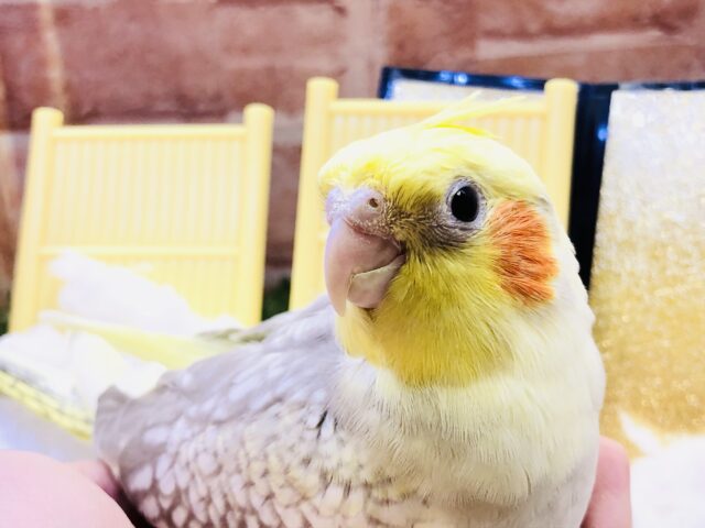 オカメインコ