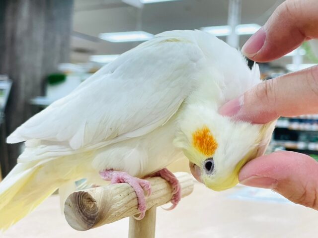オカメインコ
