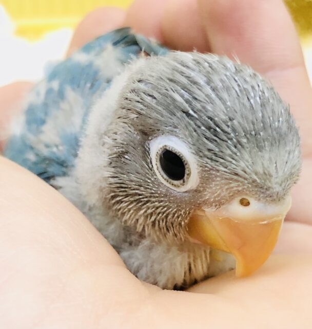 ブルーボタンインコ