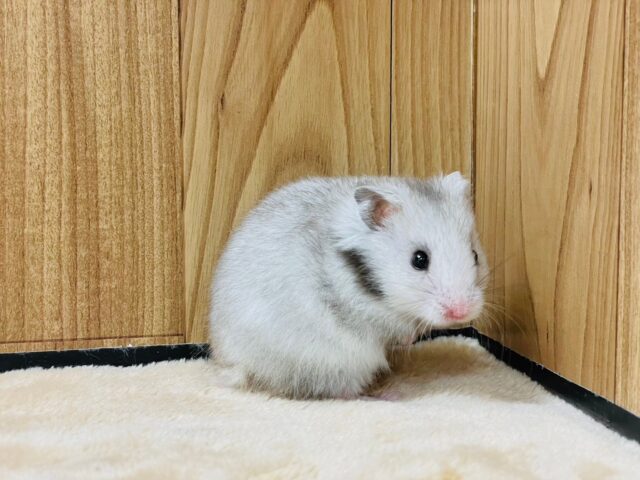 ゴールデンハムスター