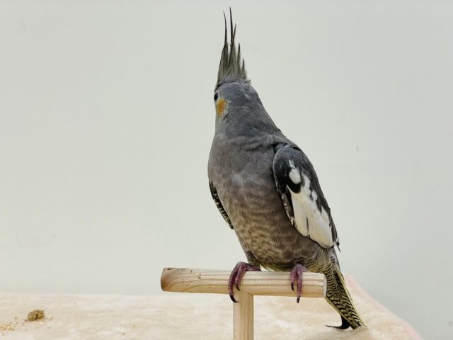 シャイだけど好奇心旺盛♡オカメインコ(ノーマル) オカメインコ