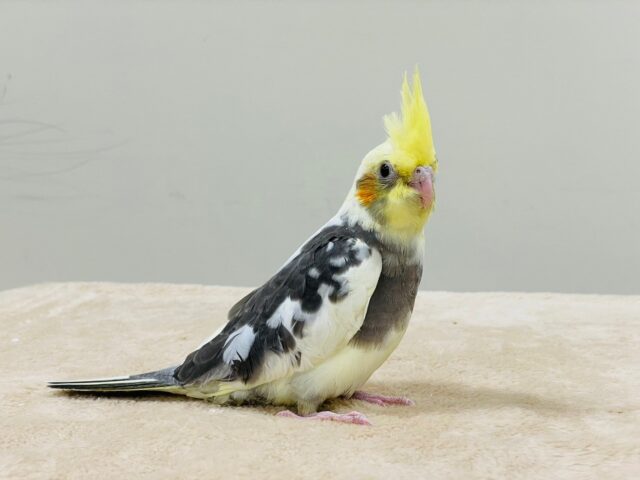 オカメインコ