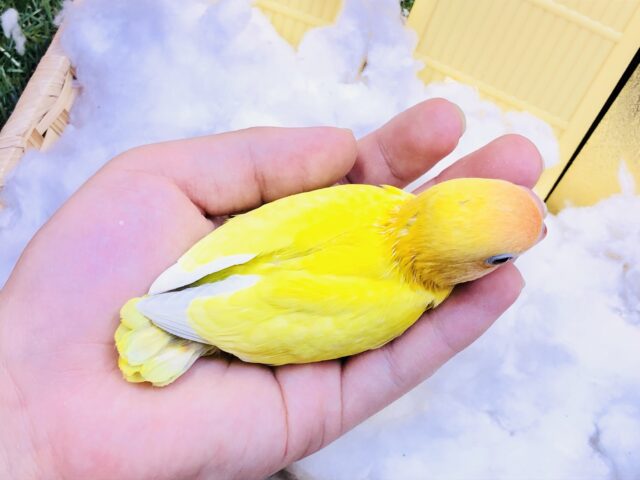 ヤマブキボタンインコ