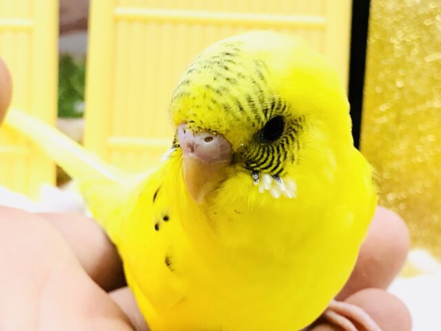 セキセイインコ