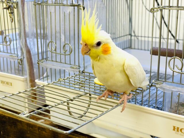 オカメインコ