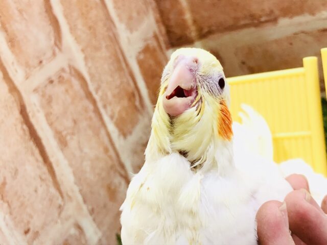 オカメインコ
