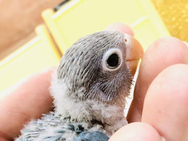 ブルーボタンインコ