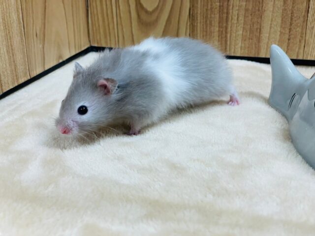 ゴールデンハムスター