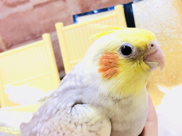 オカメインコ