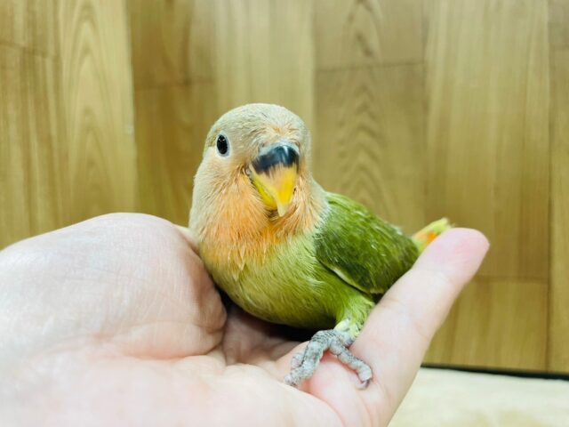 コザクラインコ（小桜インコ）