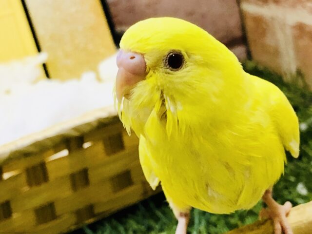 セキセイインコ