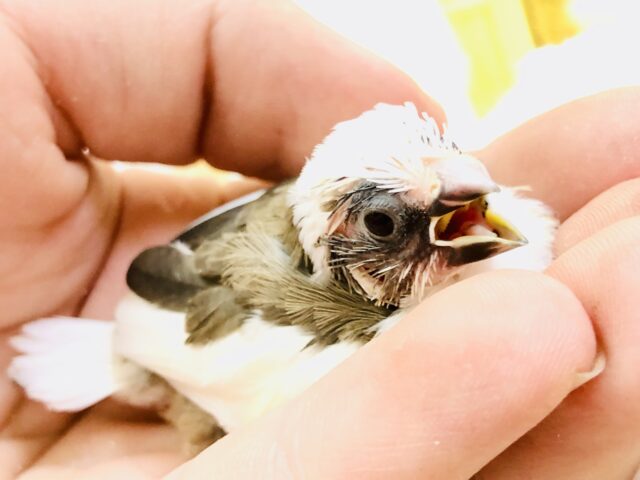 十姉妹（ジュウシマツ）