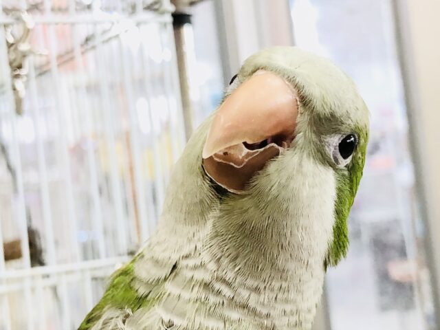 オキナインコ