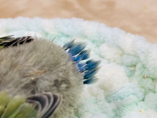 コザクラインコ（小桜インコ）