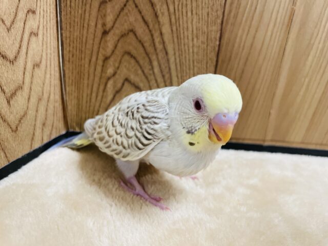 セキセイインコ