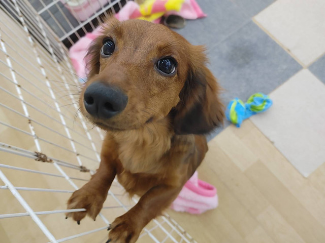 スタンダードダックス