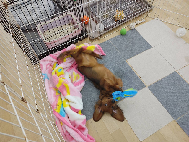 スタンダードダックス