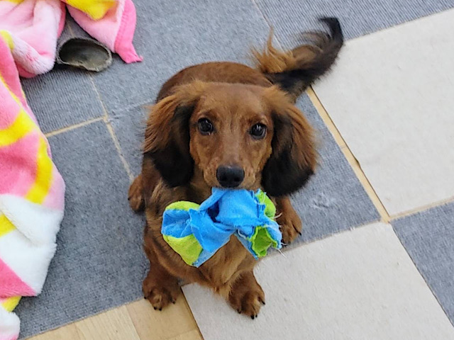 スタンダードダックス