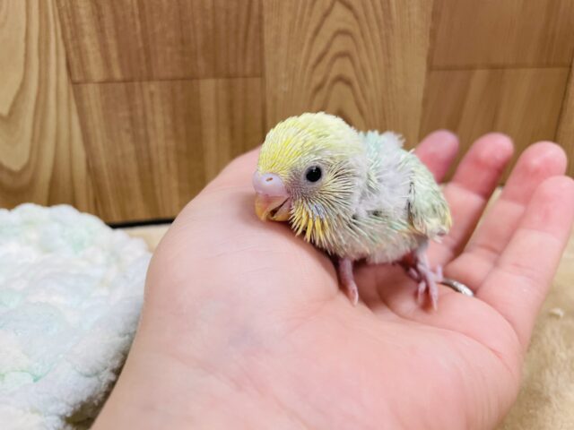 セキセイインコ